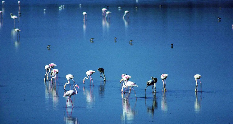Itinéraire pour l'observation des oiseaux à Salobreña - Site officiel de  tourisme d'Andalousie